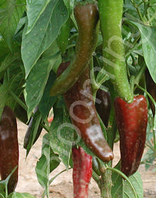 Capsicum annuum 'Nu Mex Joe Parker'